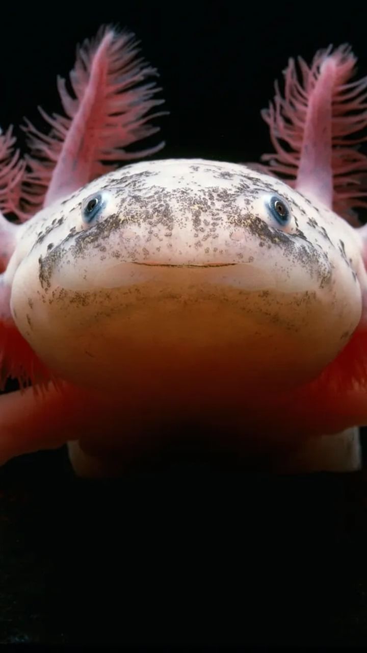 Bridjit Uilson bilan jinsiy aloqa