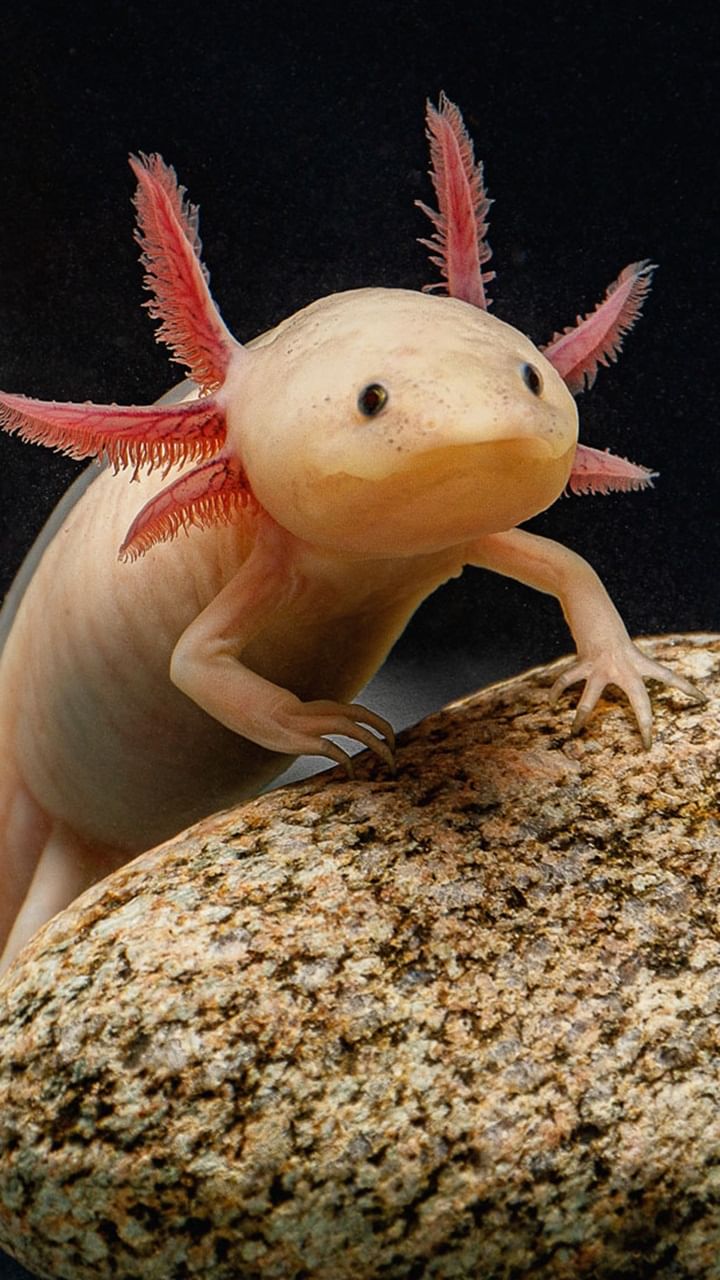 Qalin sonli ayol bilan jinsiy aloqa