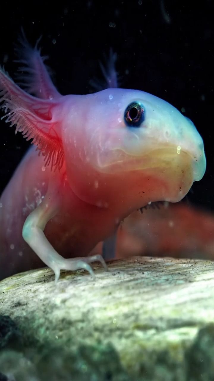 Homilador jinsiy qogirchoqlar