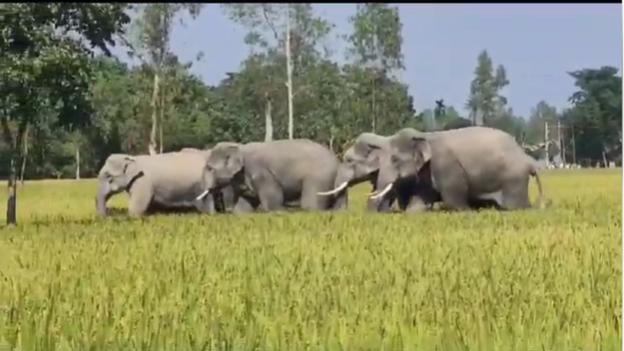 Cooch Behar Elephant:  হাতিকে ঘুম পাড়াতে বিনিদ্র রজনী বনকর্মীদের, ছোড়া হল গুলি