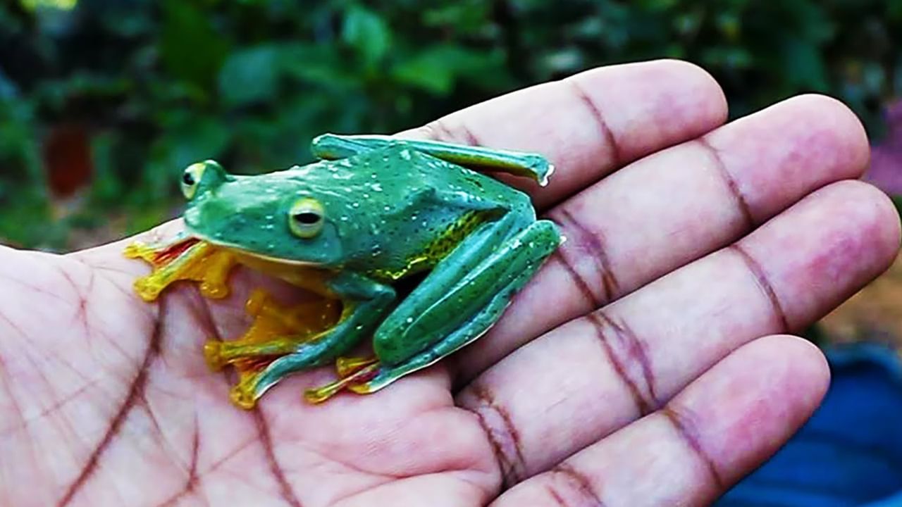 Wallace's Flying Frog: দিব্যি ওড়ে এই ব্যাঙ