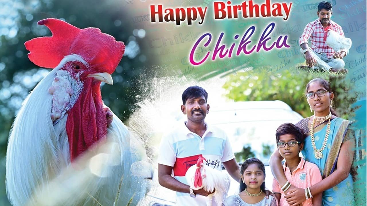 Chicken Birthday Party: ধুমধাম করে পালন হল মুরগির জন্মদিন, ভোজ খেলেন ৫০০ লোক!