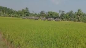 ধান ক্ষেতে কাজ করছিলেন, হাতির হানায় মৃত্যু ধান ক্ষেতে কাজ করছিলেন, হাতির হানায় মৃত্যু