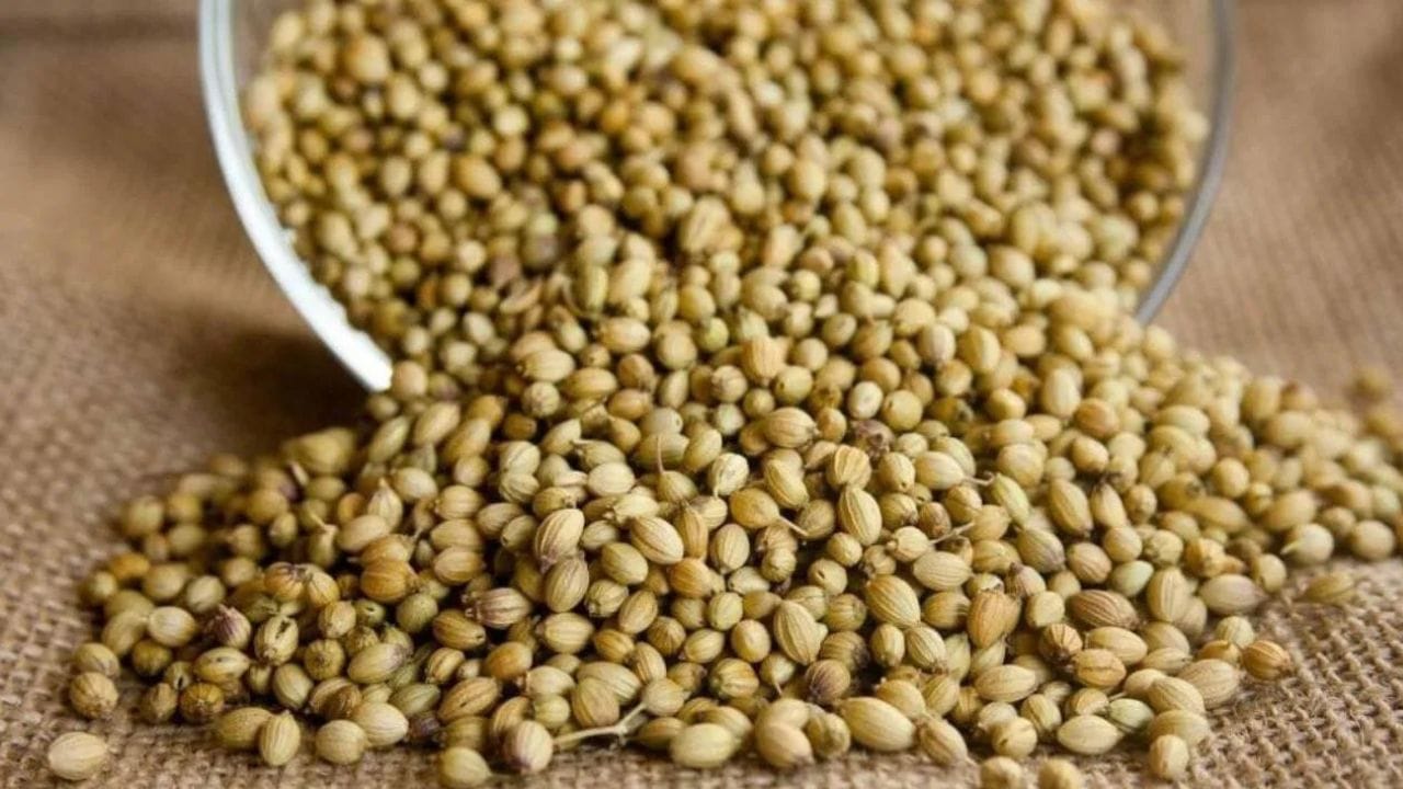  যদি ধনতেরাসের দিন কোনও সোনা ও রুপোর মতো দামি জিনিস কিনতে না পারেন তাহলে অবশ্যই গোটা ধনে বাড়িতে এনে রোপন করতে পারেন। বিশ্বাস করা হয় যে এর ফলে আপনার কোনও অর্থের অভাব হয় না। এছাড়া গোমতী চক্র কিনলে দেবী লক্ষ্মী আপনা হতেই প্রবেশ করেন।