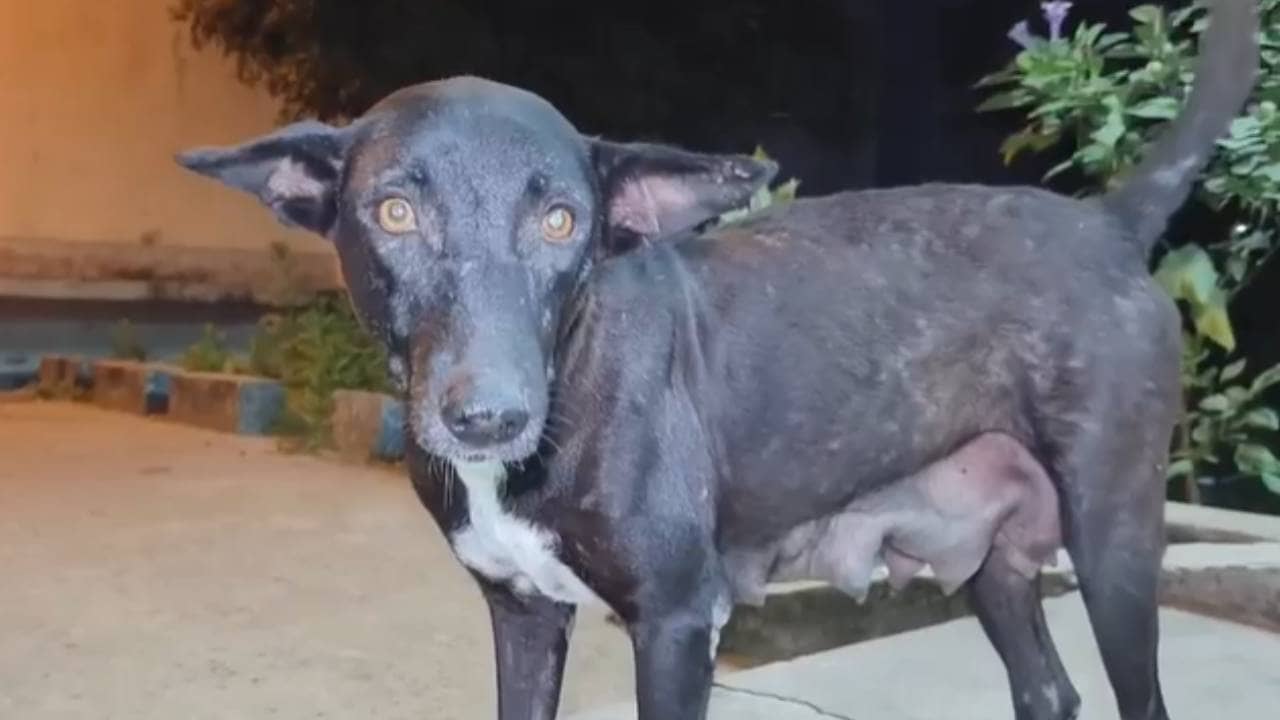 Puppy Thrashed: ৬ ছানাকে থেঁতলে মেরেছে ‘হিংস্র’ মানুষ! খাওয়া ভুলে কেঁদেই চলেছে অসহায় মা কুকুর