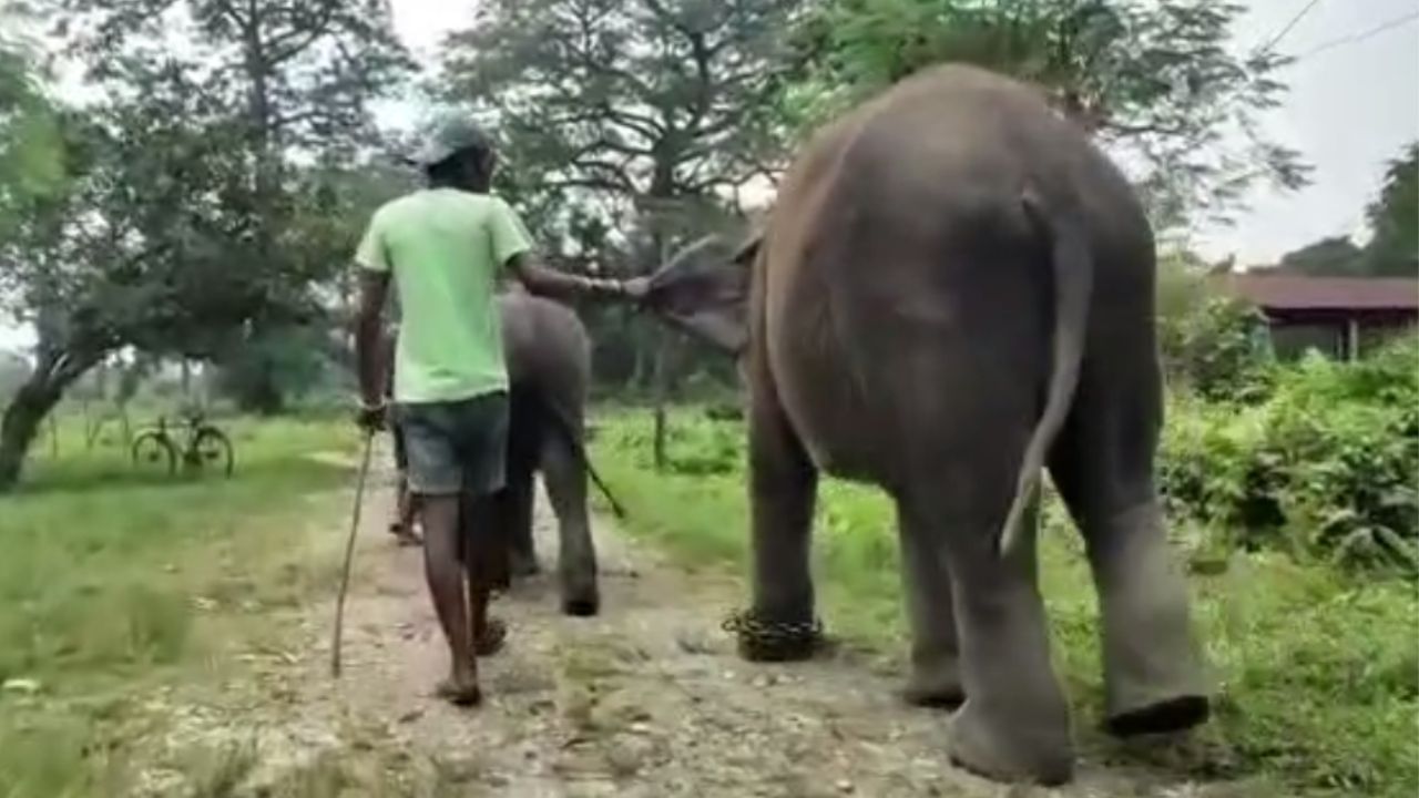 Elephant: ব্যাকুল ভাবে কাছে চাইছিল সঙ্গীকে, না পেয়ে মাহুতের এ কী অবস্থা করল হাতি