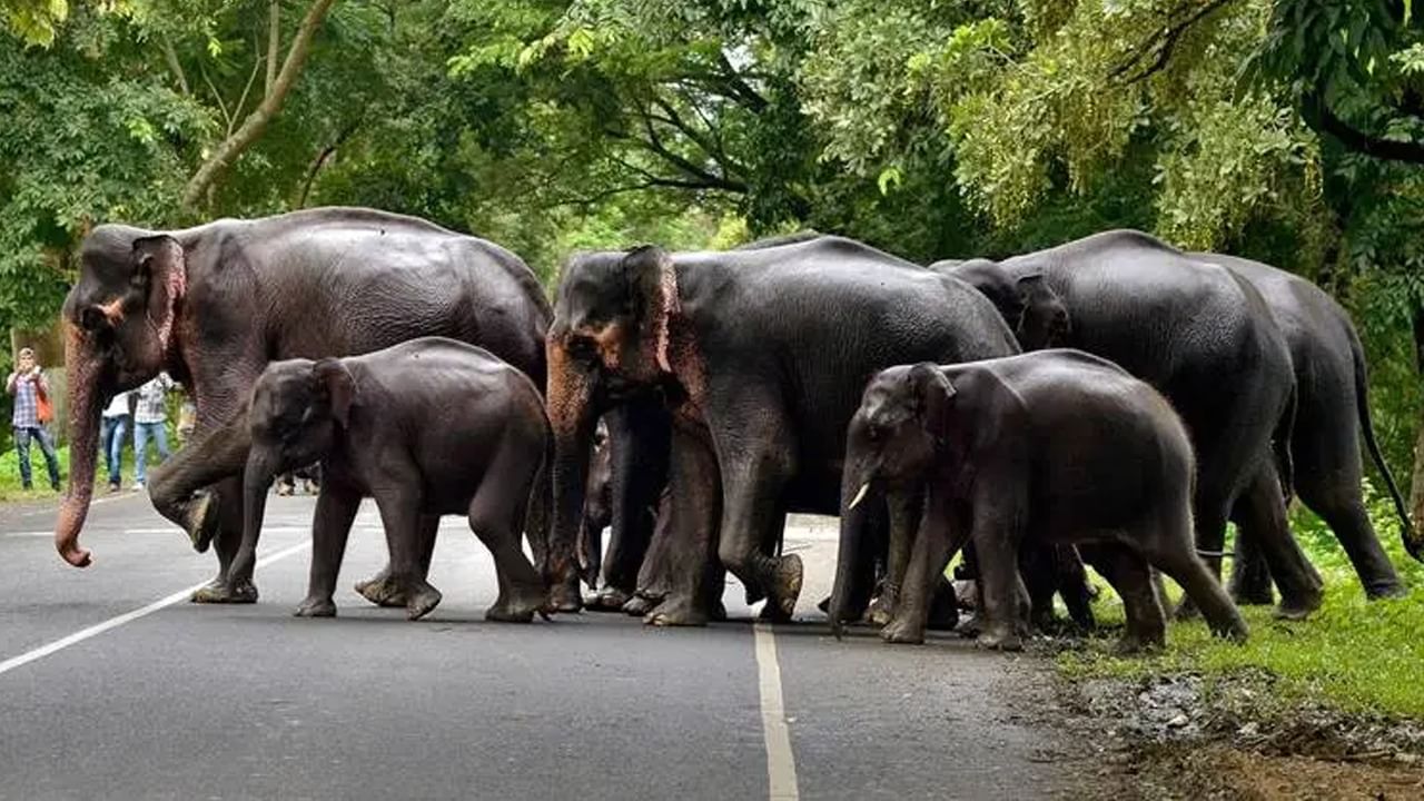 Dhupguri Elephant Attack: গ্রামে দাপাচ্ছে ১১ হাতি