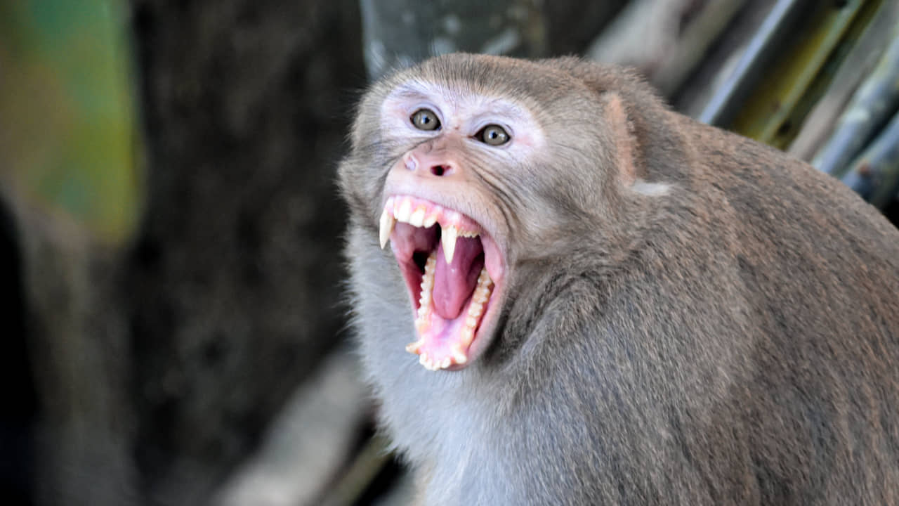 Gujarat Monkey Attack: বেরিয়ে গেল নাড়ি-ভুঁড়ি, বানরের নৃশংস হামলায় মৃত্যু নাবালকের