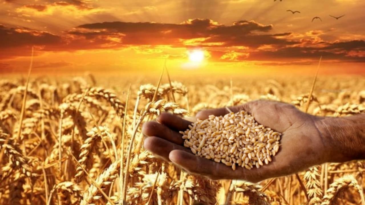 PMGKAY: আরও ৫ বছর ৮১ কোটি মানুষ পাবেন বিনামূল্যে খাদ্যশস্য, ১১.৮ লক্ষ কোটি টাকা বরাদ্দ কেন্দ্রের