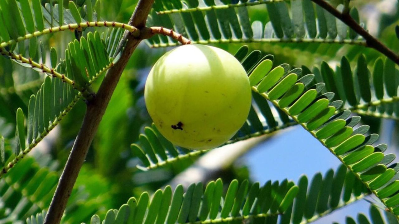 অক্ষয় নবমীর দিন আমলা গাছ দান করা খুবই শুভ। এর পাশাপাশি বাড়ির উত্তর দিকে আমলা গাছ লাগানো যায়, তাহলে খুব শীঘ্রই ফলাফল পেতে পারেন। উত্তর দিকে গাছ লাগানো সম্ভব না হলে পূর্ব দিকেও লাগানো যেতে পারে। তাতে বাস্তু দোষ দূর হয়। ঘরে পজিটিভ এনার্জিও বজায় থাকে।