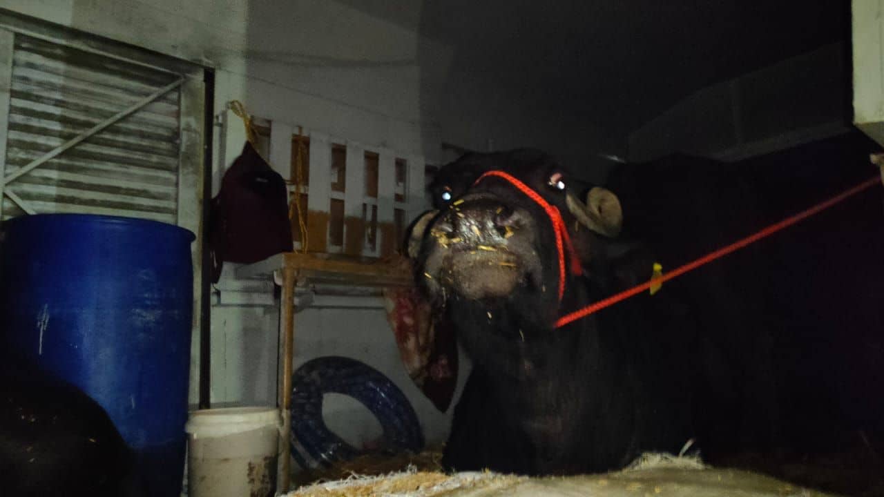 Jalpaiguri: জলপাইগুড়িতে ট্রেনে যাত্রীদের পাশেই গরু মোষের ঠাসা ভিড়!