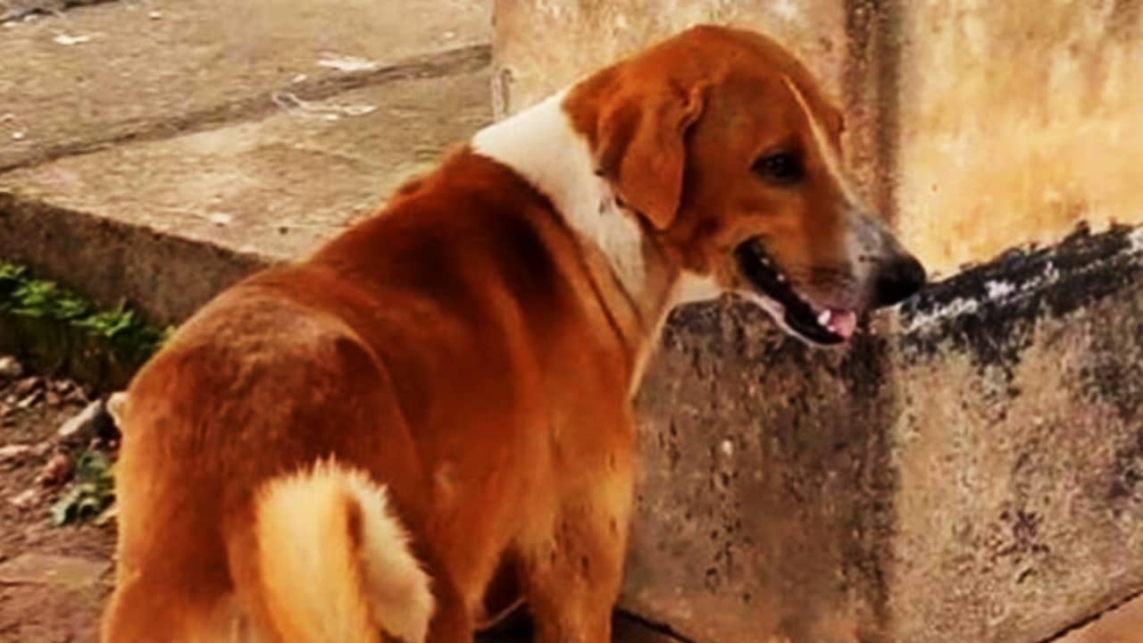 Dog Bite: রাস্তায় বেরলেই কামড় বসাচ্ছে কুকুর, পরপর হাসপাতালে এলাকাবাসী