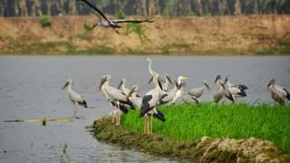 Burdwan: বিসর্জনের আগেই বড় মা-র ভরি ভরি সোনার গয়না চুরি!