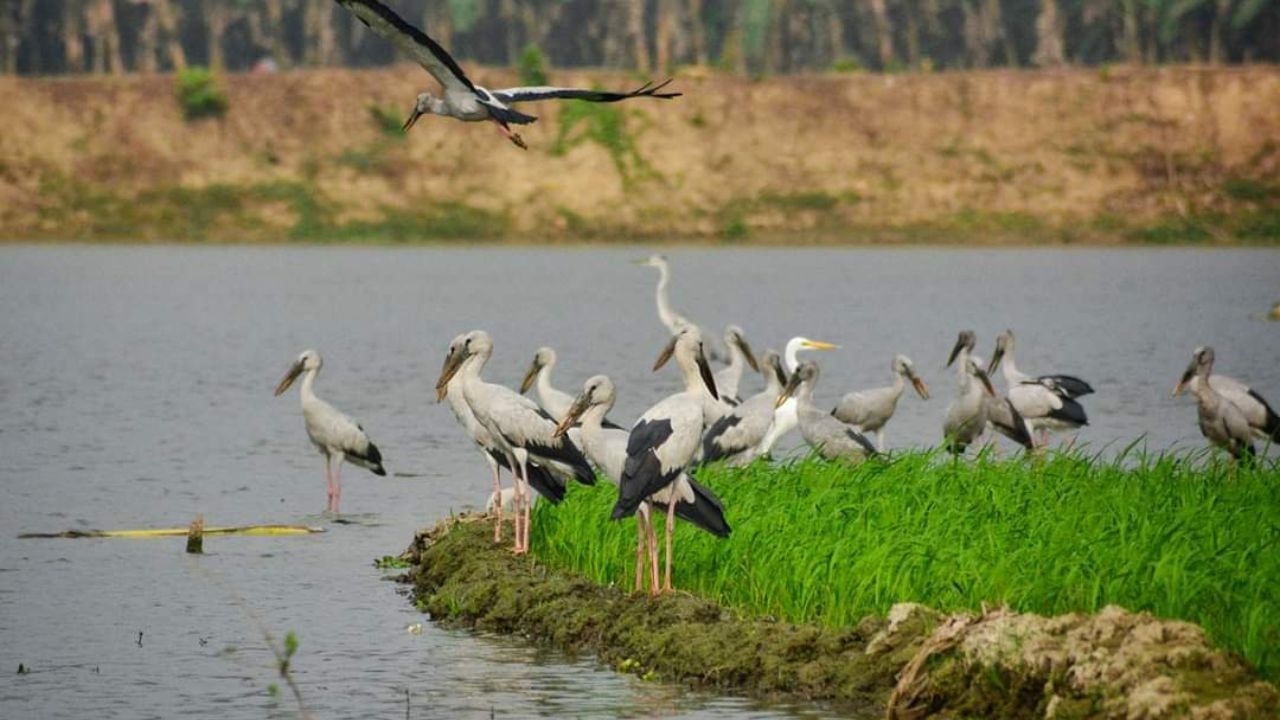 Weekend Trip: উইকএন্ড ডেস্টিনেশনের তালিকায় ছক্কা হাঁকাচ্ছে চুপি পাখিরালয়, ঢেলে সাজানোর ভাবনা সাংসদের