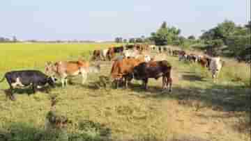 Cow Smuggling: এখনও সেফ করিডর সেই বীরভূমই? পাচারকারীদের খপ্পর থেকে ৫০টি গরু উদ্ধার