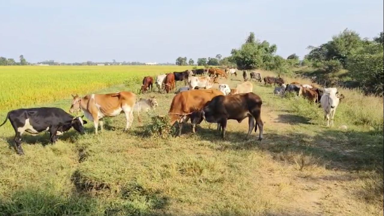 Cow Smuggling: এখনও সেফ করিডর সেই বীরভূমই? পাচারকারীদের খপ্পর থেকে ৫০টি গরু উদ্ধার