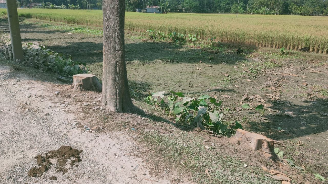 Dhupguri Tree: Tv9 বাংলার খবরের জের, অবশেষে সেগুন গাছ কাটা নিয়ে তৎপর বনদফতর