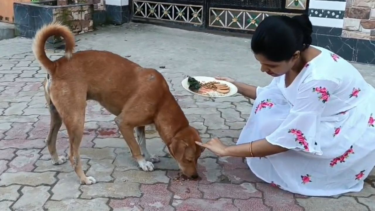 Street Dogs Bhai Dooj: যমের দুয়ারে পড়ল কাঁটা... পথকুকুরদের ভাইফোঁটা দিলেন ধূপগুড়ির কিশোরী