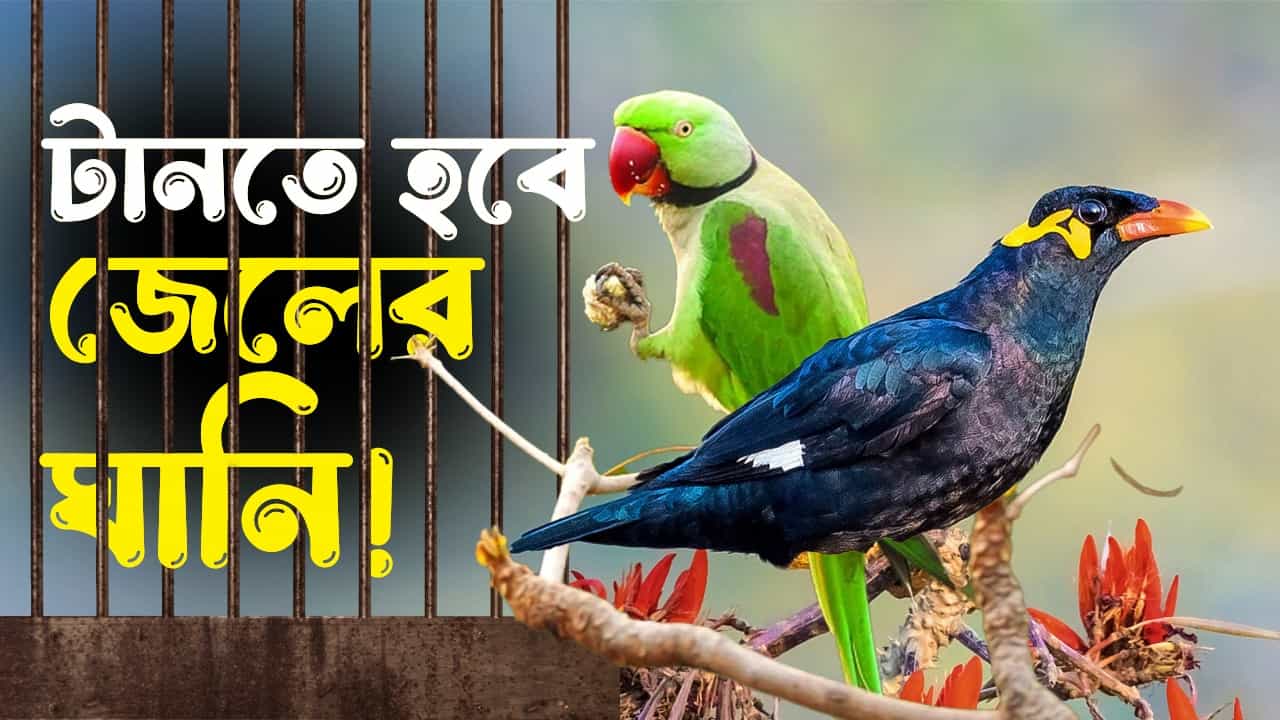 Wildlife Protection: বাড়িতে টিয়া, চন্দনা, ময়না পুষছেন? লম্বা সময়ের জন্য ঢুকতে পারেন জেলে Wildlife Protection: বাড়িতে টিয়া, চন্দনা, ময়না পুষছেন? লম্বা সময়ের জন্য ঢুকতে পারেন জেলে
