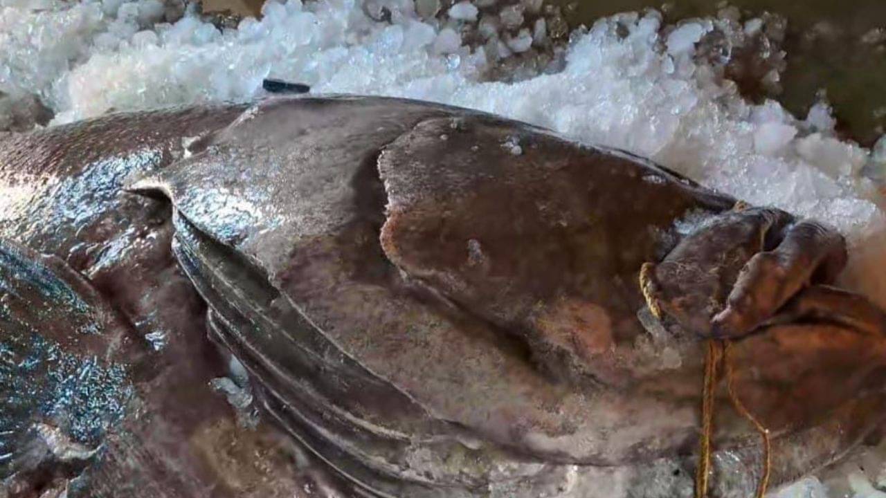 Koi Bhola Fish in Digha: মাছ তো নয়, যেন দৈত্য! চেহারা দেখেই হইচই শুরু হয়ে গেল দিঘায়