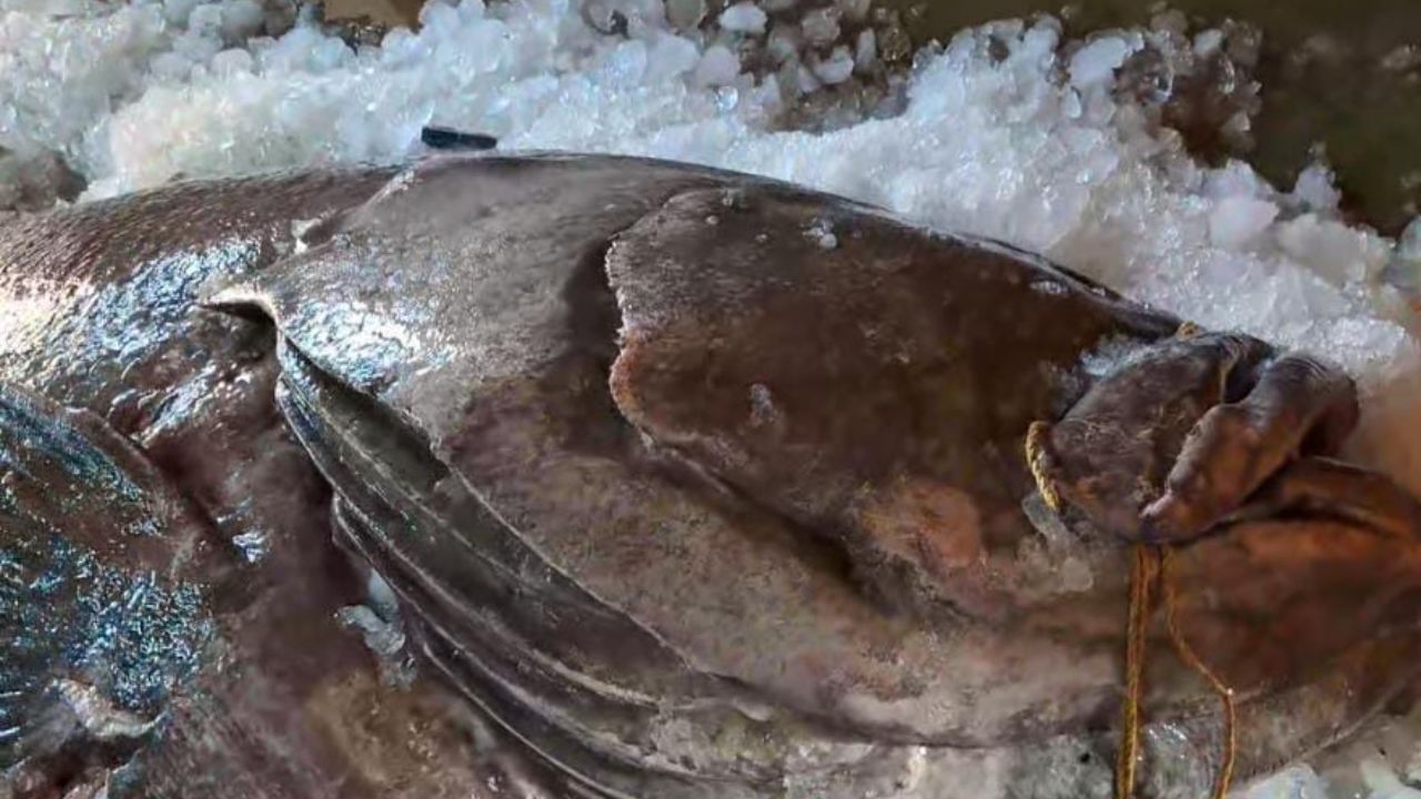 Koi Bhola Fish in Digha: মাছ তো নয়, যেন দৈত্য! চেহারা দেখেই হইচই শুরু হয়ে গেল দিঘায়