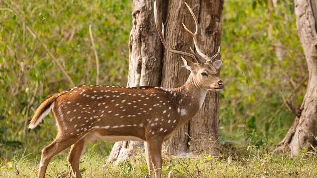 Mateli Road Accident: গতির বলি হরিণ Mateli Road Accident: গতির বলি হরিণ