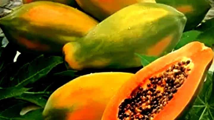 Benefits Of Papaya: কাঁচা না পাকা কোন পেঁপেতে বেশি গুন? Benefits Of Papaya: কাঁচা না পাকা কোন পেঁপেতে বেশি গুন?