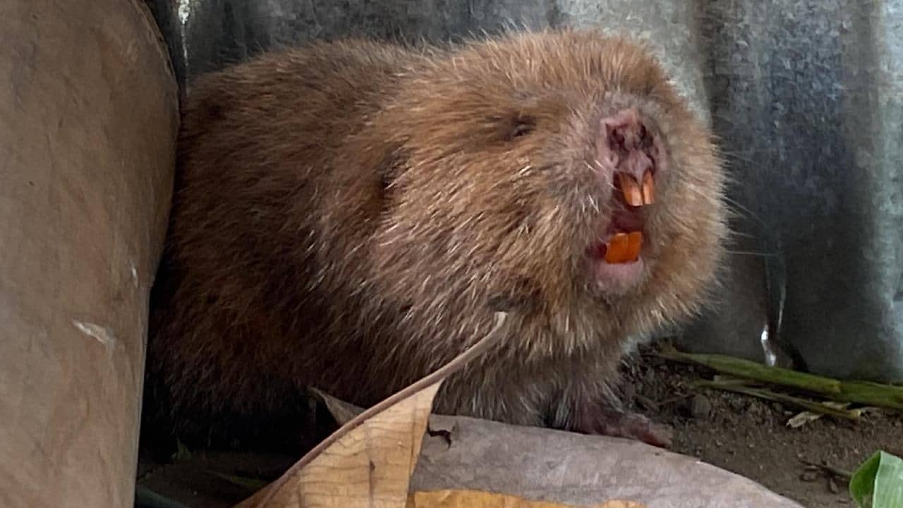 Jalpaiguri: বিশাল কমলা দাঁত, কান্নার আওয়াজ অবিকল শিশুর মতো, জলপাইগুড়িতে কোথা থেকে এল এই অদ্ভুদ ইঁদুর
