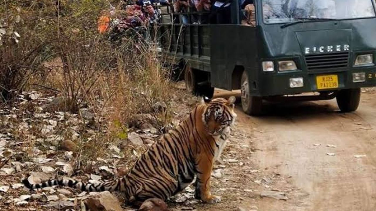 Ranthambore News: দুর্গ আর কেল্লা ঘেরা বাঘের বন