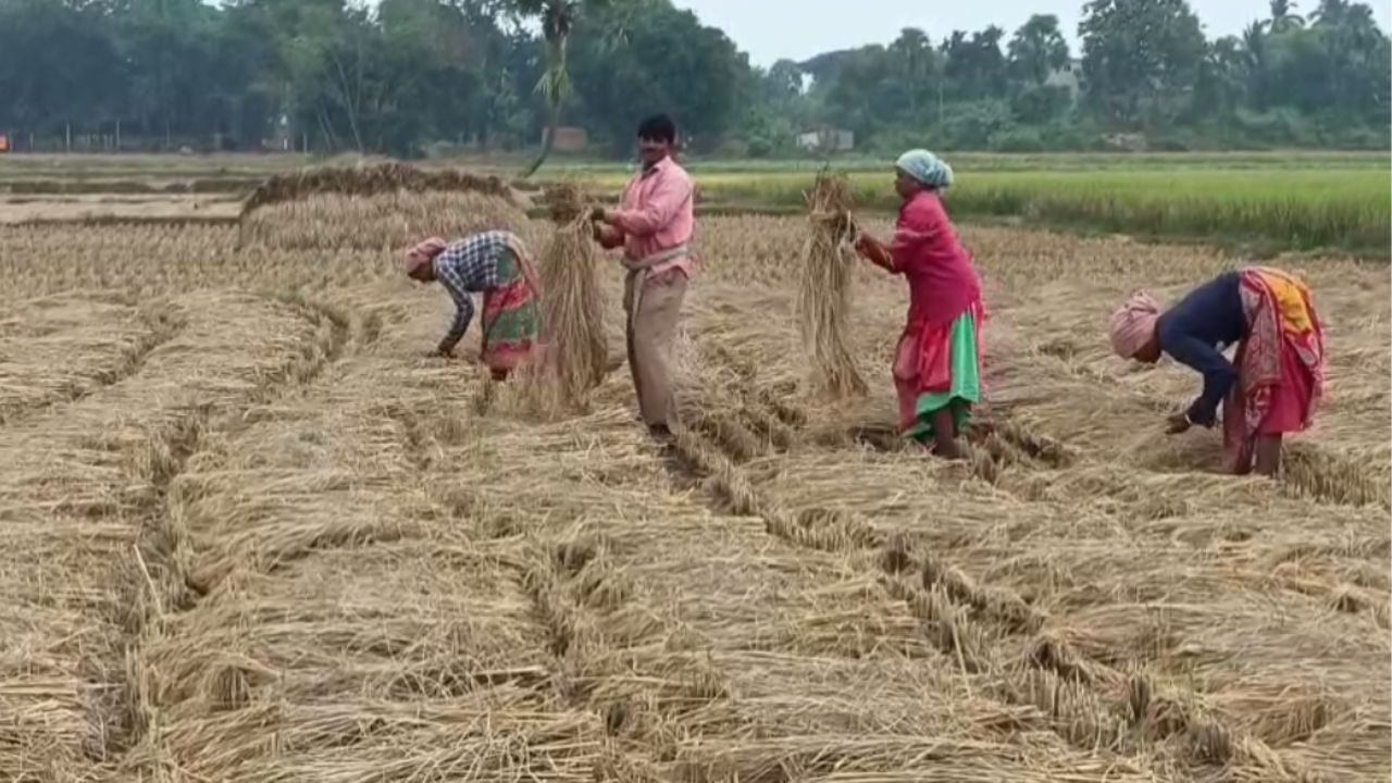 Rice Cultivation: খাঁড়া হাতে দাঁড়িয়ে বৃষ্টি, আতঙ্কে কাঁচা ধানই কেটে ফেলছেন কৃষকরা