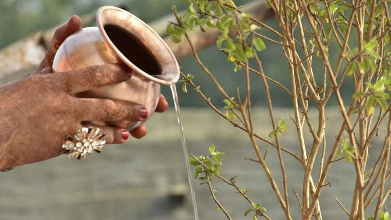 জীবনকে সুখী করতে বাড়িতে অবশ্যই তুলসী পুজো করা উচিত। আচার অনুসারে, তুলসী পুজো করার পর নিয়মিত জলও দিতে হবে। বিশ্বাস করা হয়, তুলসী গাছটি সমৃদ্ধ থাকবে, যার ফলে দেবী লক্ষ্মী প্রসন্ন হবেন ও পরিবারে ধনবর্ষণও হবে।