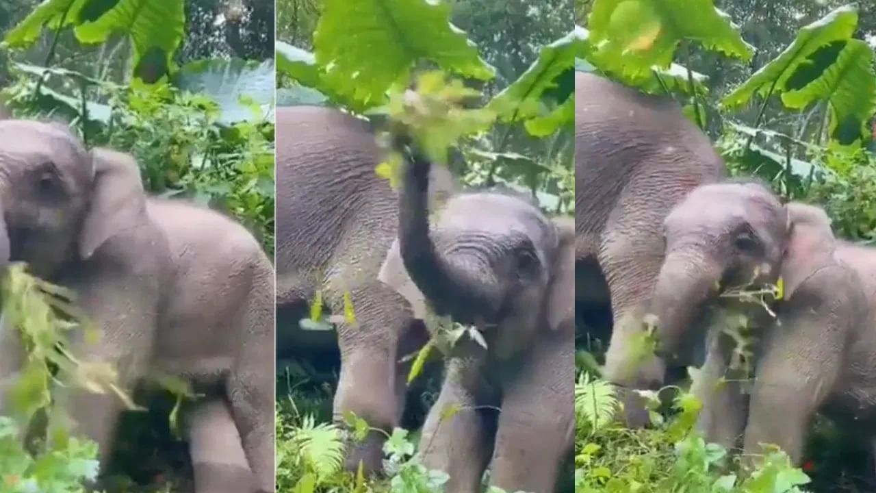 Viral Video: মানুষের মতো পরিষ্কার করে খাবার খাচ্ছে হস্তিশাবক, ভাইরাল কিউট ভিডিয়ো