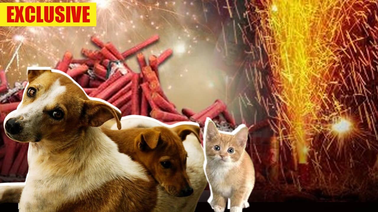 Kali Puja 2023: শব্দবাজির আতঙ্কে গুটিসুটি পোষ্য? চনমনে রাখতে কী করবেন?