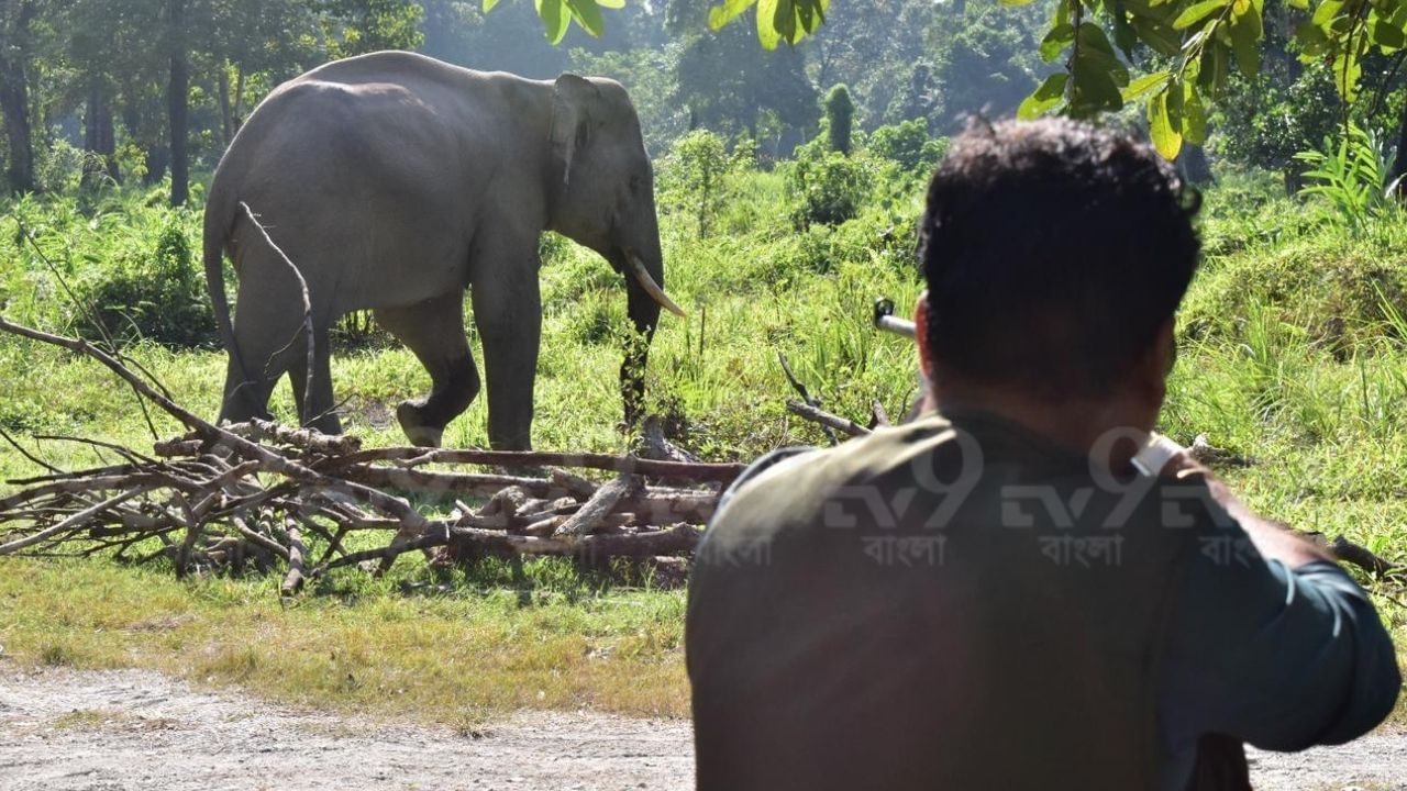 Elephant: বুনো দাঁতালের পায়ে সংক্রমণ, রক্তারক্তি! বনকর্মীরা হাতির সঙ্গে যা করলেন...