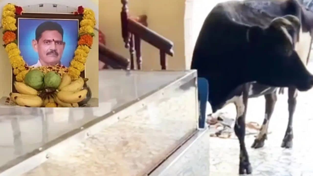 Andhra Pradesh News: মালিকের মৃত্যু হয়েছে, দেহের পাশে দাঁড়িয়ে কেঁদে ভাসাচ্ছে গরু