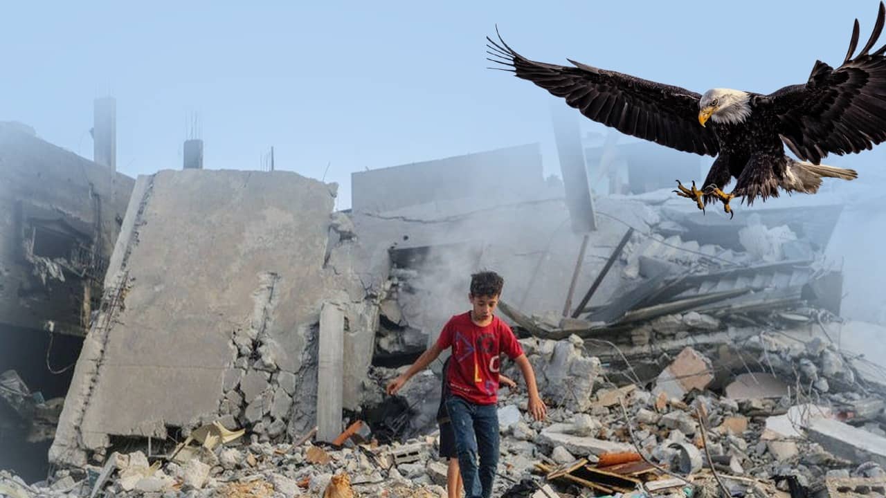 Birds: হামাসের সঙ্গে যুদ্ধে নিহত বহু সেনাকর্মী, ঈগল, শকুন দিয়ে দেহ খুঁজছে ইজরায়েল