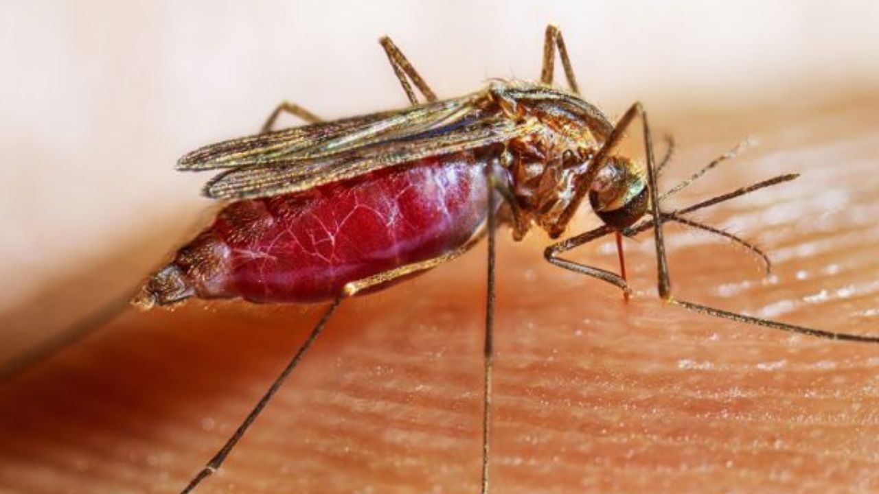 Malaria: ডেঙ্গির পর এবার নতুন বিপদ কলকাতায়, মৃত্যু ১ জনের