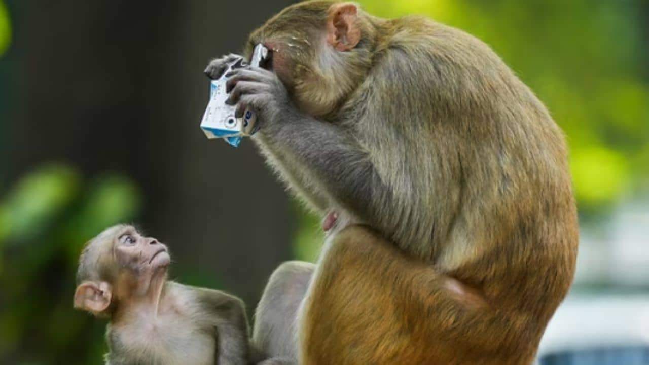 Monkey Attack: পেট চিরে পাকস্থলী বের করে নিল হনুমান, ১০ বছরের ছেলের মৃত্যু