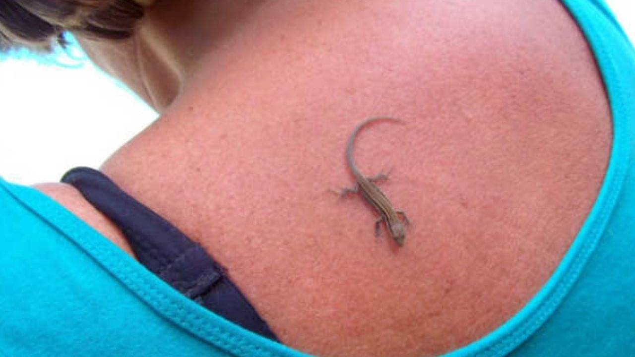 Lizard Falling on Body: শুধু পড়লেই হবে না, এই তিথিতে টিকটিকি পড়লে তবেই মিলবে শুভ ফল!