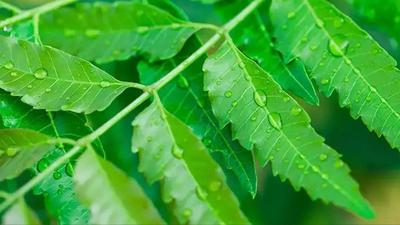 অনেকে নরক চতুর্দশীকে রূপ চৌদাসও বলে থাকেন। বিশ্বাস করা হয়, এদিন সকালে ঘুম থেকে ওঠার পর মুখমণ্ডল ও শরীরের অন্যান্য অংশে হলুদ লাগানো উচিত। এরপর জলের মধ্যে নিমপাতা মিশিয়ে স্নান করা উচিত। তাতে সুখ-সমৃদ্ধি বৃদ্ধি পায়। 