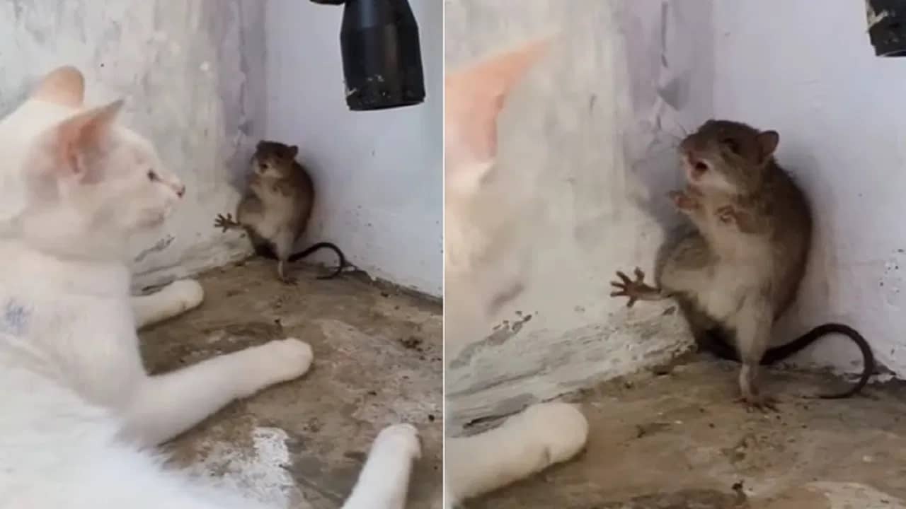 Viral Video: এ যেন বাস্তবের টম অ্যান্ড জেরি! সামনে বসে লোমশ বিড়াল, প্রাণভিক্ষা ইঁদুরের