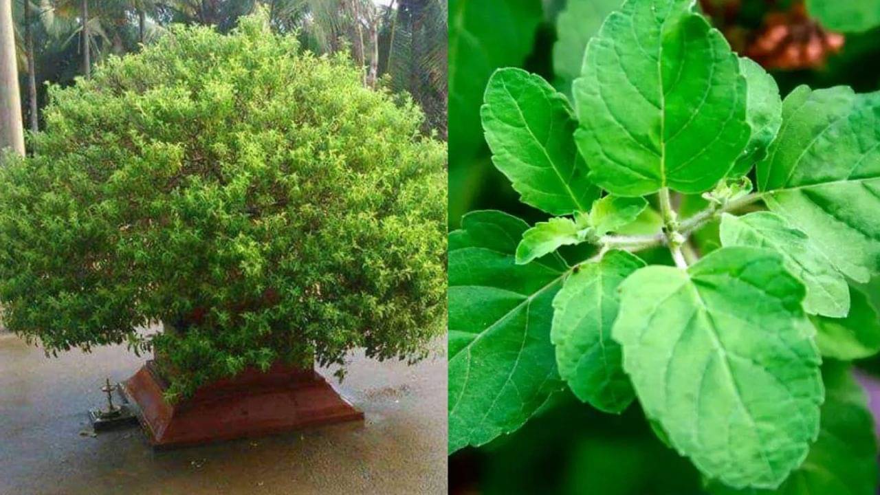 Tulsi Vastu Tips: রাম না কৃষ্ণ, কোন তুলসী গাছ বাড়িতে লাগানো সবচেয়ে শুভ?