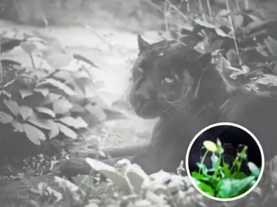 Black Panther Camera Optical Illusion