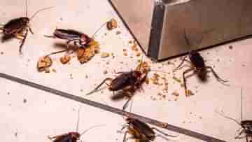 Cockroach: আরশোলা মারতে গিয়ে বিপত্তি! ঘর গেল উড়ে