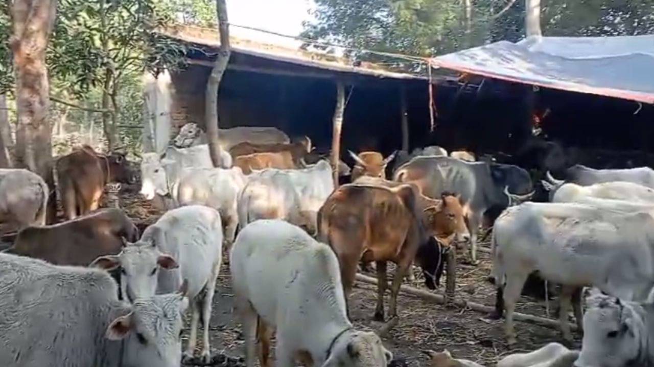 Cow Smuggling: ‘গরু পাচার রুখে দেখিয়ে দিলাম’, ২৯টা গরু উদ্ধার করে বললেন তৃণমূল নেতা