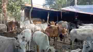 Cow Smuggling Case: এবার ৪০৯! বাংলাদেশে পাচারের আগেই কেষ্টহীন বীরভূম থেকে উদ্ধার গরু