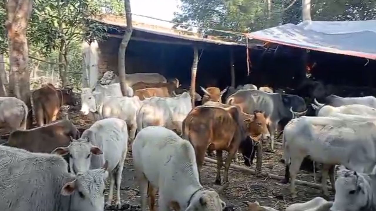 Cow Smuggling: ‘গরু পাচার রুখে দেখিয়ে দিলাম’, ২৯টা গরু উদ্ধার করে বললেন তৃণমূল নেতা Cow Smuggling: ‘গরু পাচার রুখে দেখিয়ে দিলাম’, ২৯টা গরু উদ্ধার করে বললেন তৃণমূল নেতা