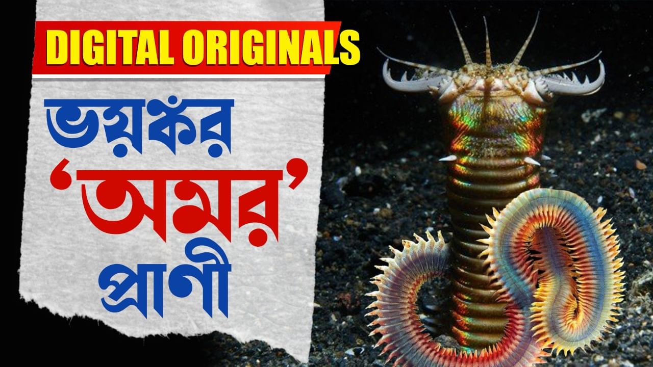 Bobit Worm: ভয়ঙ্কর সামুদ্রিক প্রাণী