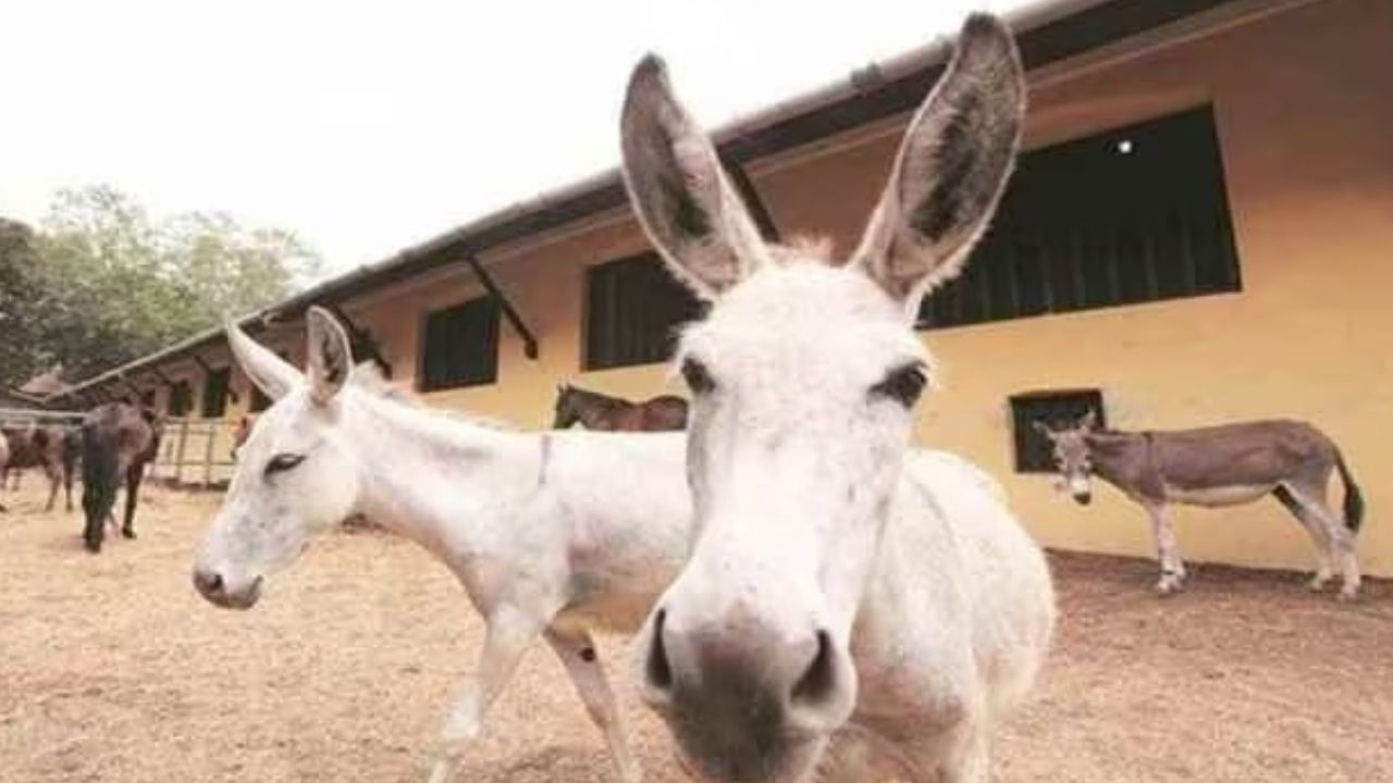 Donkey Farm: গাধার দুধ বিক্রি করে রাতারাতি লাখ লাখ টাকার মালিক শ্রীনিবাস