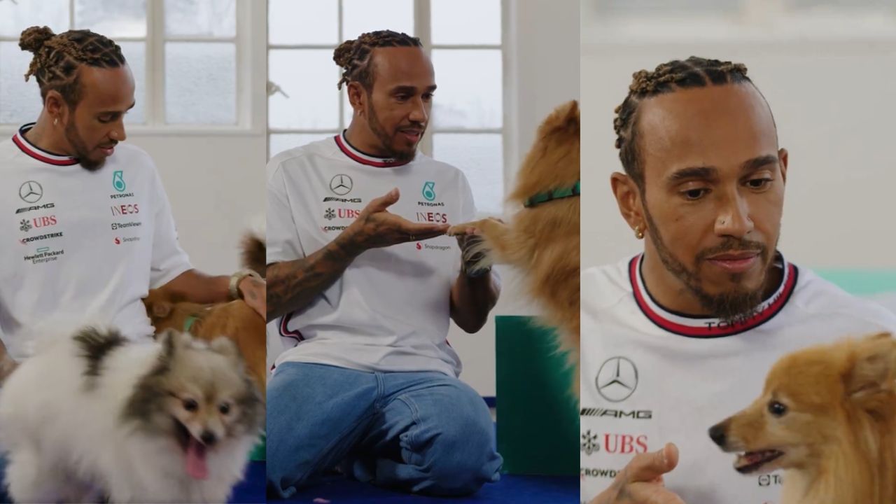 Even Tiger Is Scared Of Formula One driver Lewis Hamilton 1